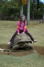 В зоопарке можно покатать на черепахе